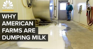 Why American Farmers Are Dumping Milk