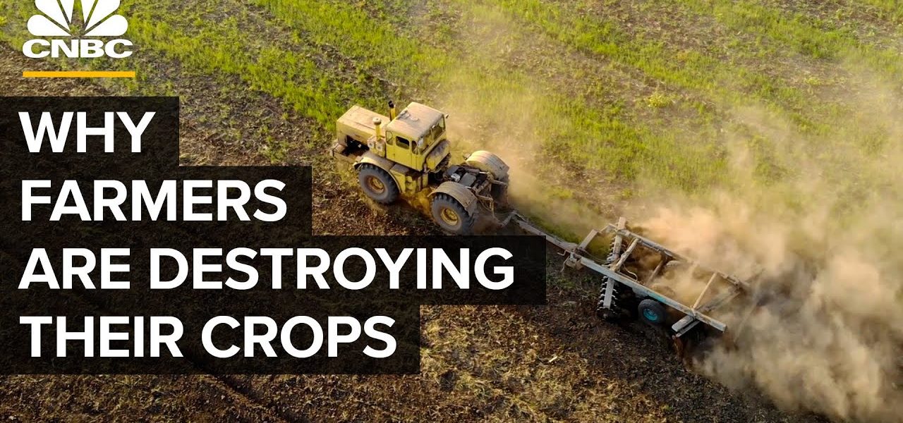 Why Farmers Are Destroying Millions Of Pounds Of Food