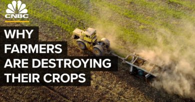 Why Farmers Are Destroying Millions Of Pounds Of Food