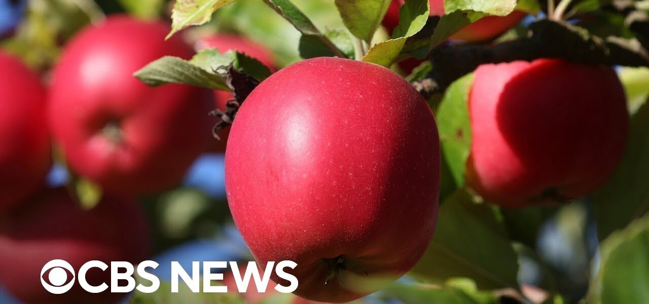 Apple prices could increase due to inflation, supply chain issues