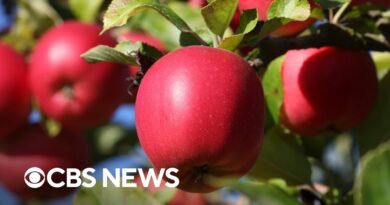 Apple prices could increase due to inflation, supply chain issues