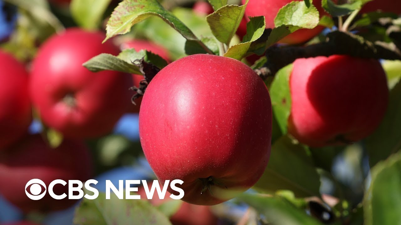 Apple Prices Could Increase Due To Inflation, Supply Chain Issues