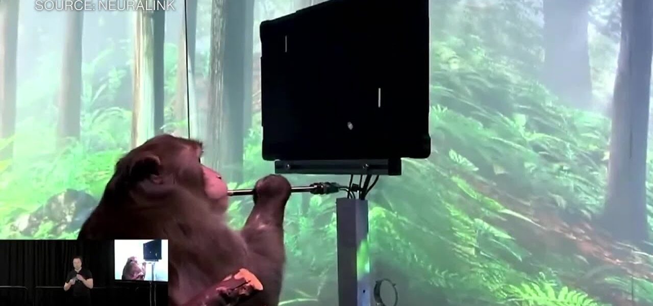 Watch: Elon Musk and a Monkey that is typing using its thoughts