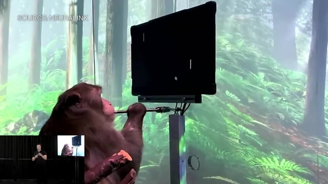Watch: Elon Musk And A Monkey That Is Typing Using Its Thoughts