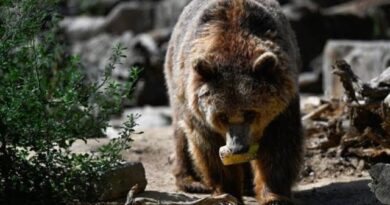 We’re In a Bear Market Rally, Says Bowersock’s Hill