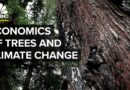 Can Planting Billions Of Trees Halt Climate Change?