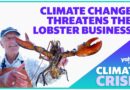 Climate change threatens lobster businesses in the U.S.