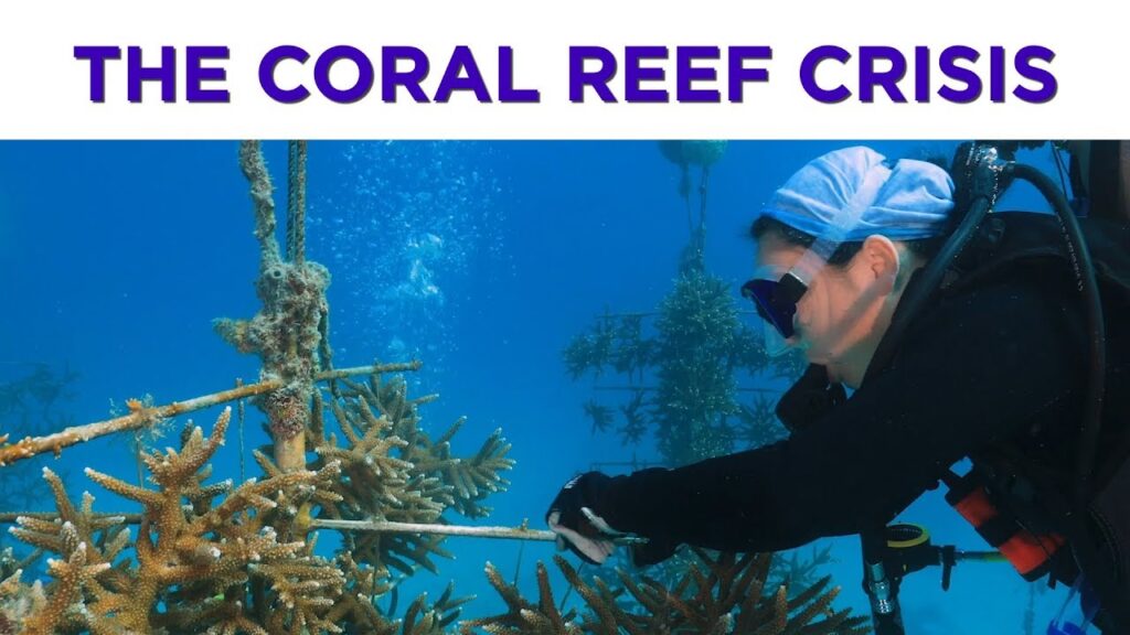 Floridians are helping to save the world’s 3rd largest coral reef