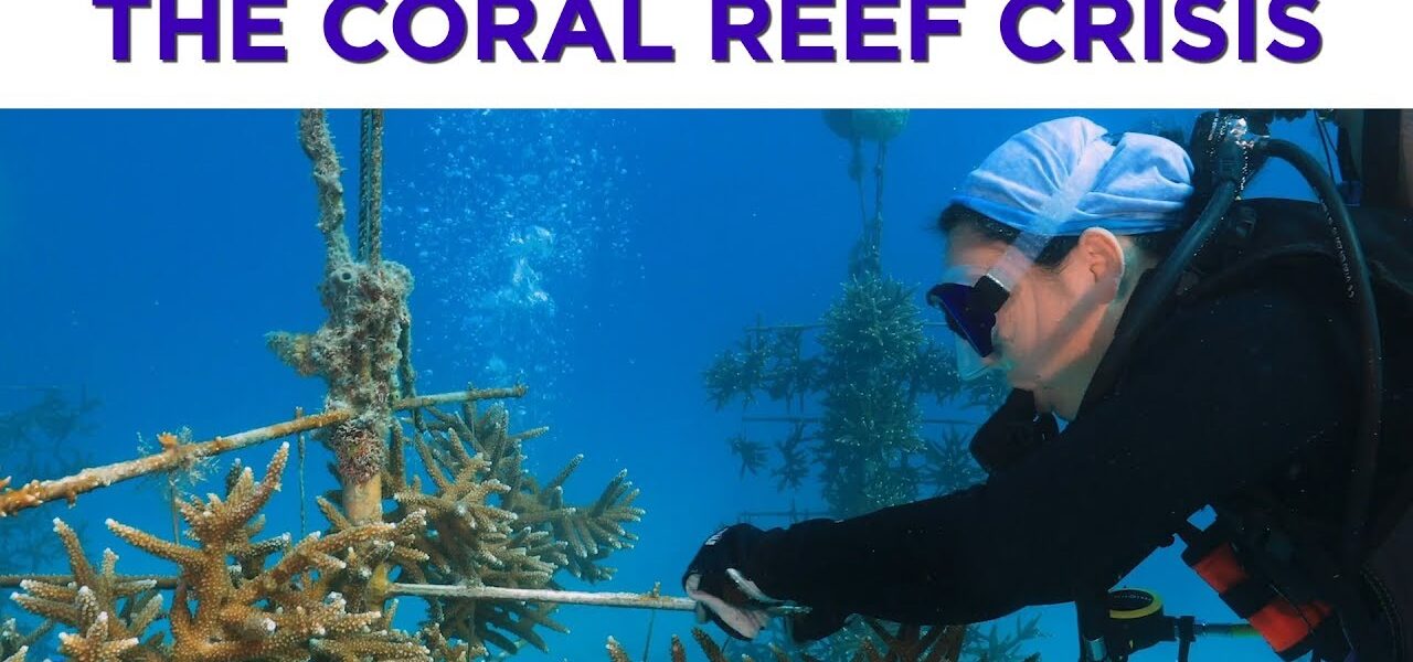 Floridians are helping to save the world’s 3rd largest coral reef