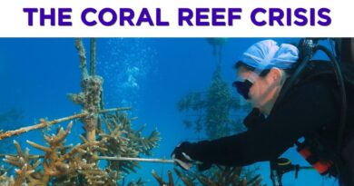 Floridians are helping to save the world’s 3rd largest coral reef