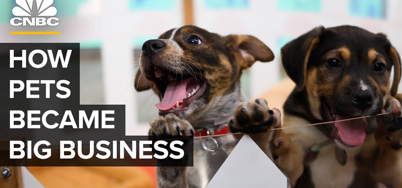 How America’s Love Of Cats And Dogs Became A  Billion Business