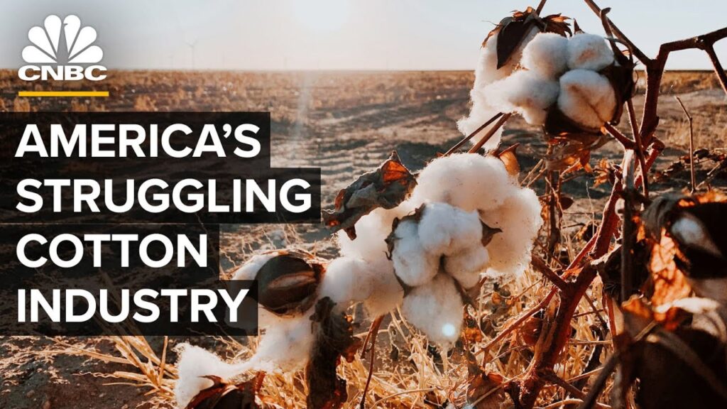 How Drought Cost America’s Cotton Industry Billions