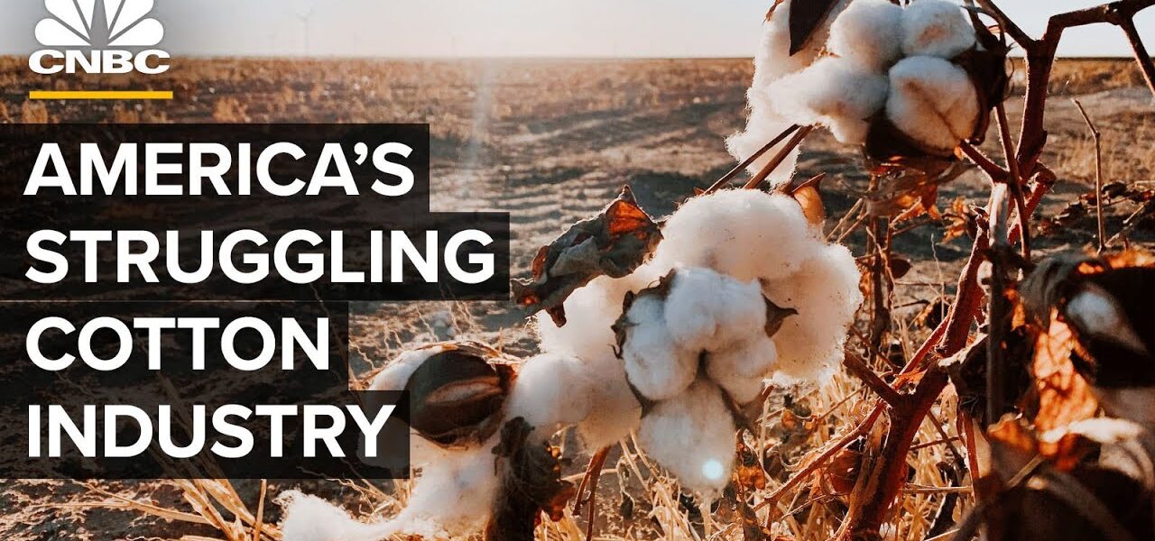 How Drought Cost America’s Cotton Industry Billions