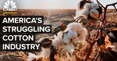 How Drought Cost America’s Cotton Industry Billions