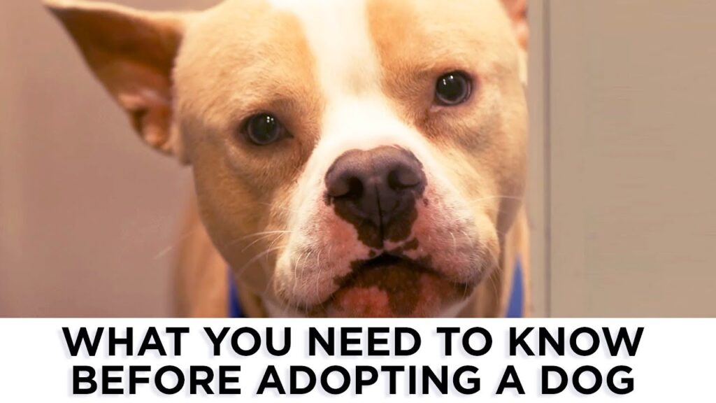 Pet adoption: Are you ready?