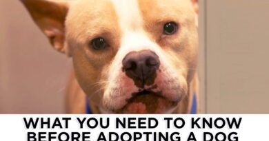 Pet adoption: Are you ready?