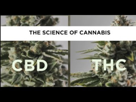 The science of cannabis