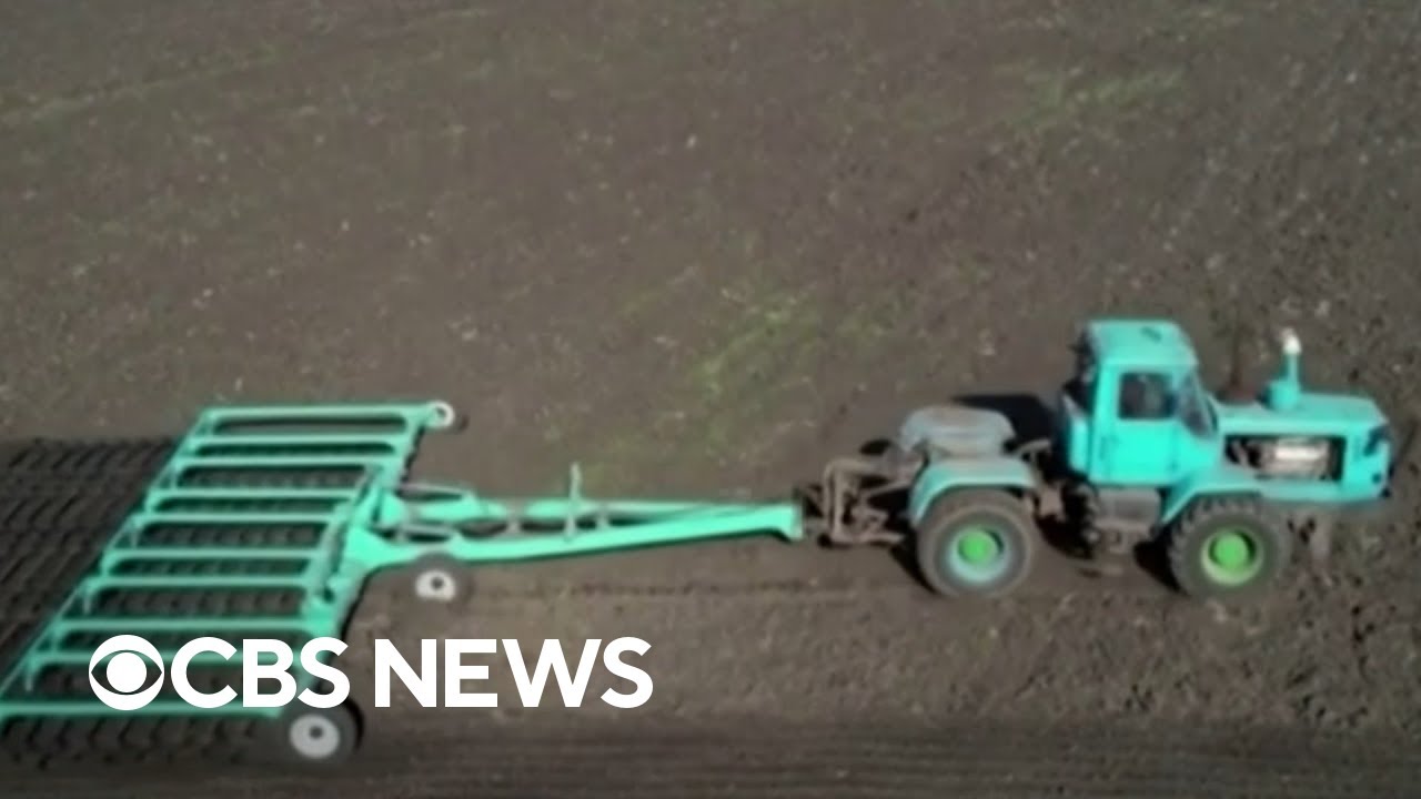 War In Ukraine Contributes To Rising Wheat Prices Around The World
