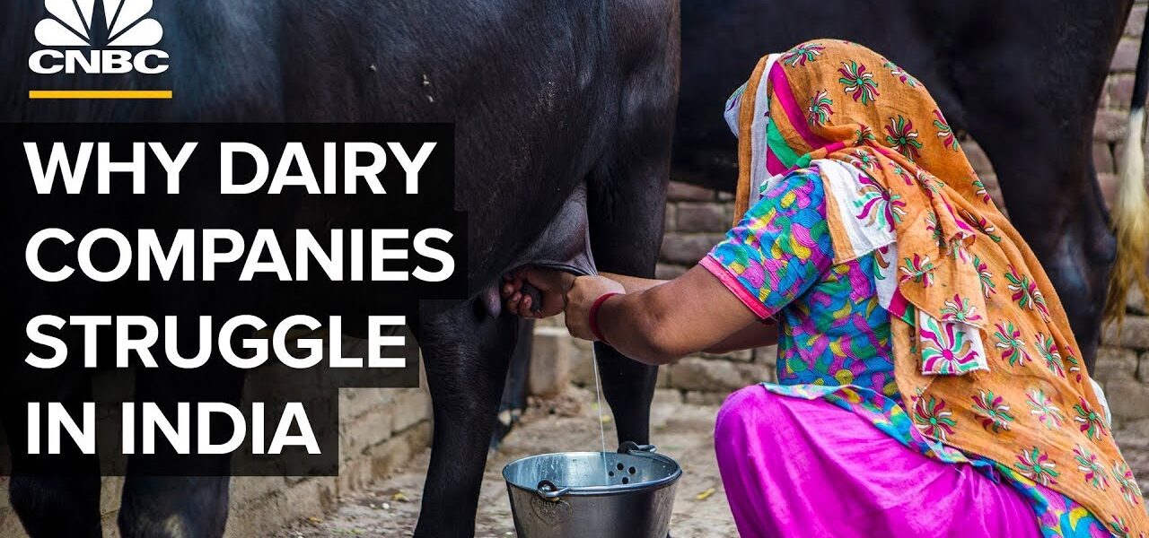 Why Big Dairy Companies Struggle In India