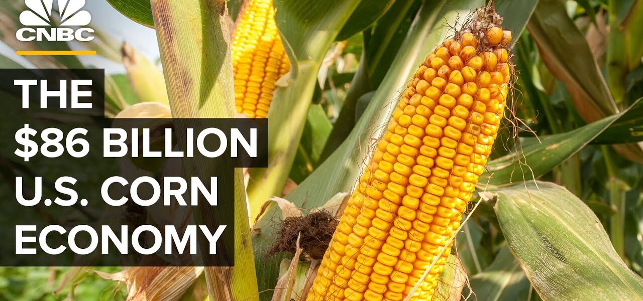 Why The U.S. Government Is (Still) Obsessed With Corn