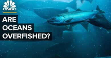 How The U.S. Went From Overfishing To Underfishing