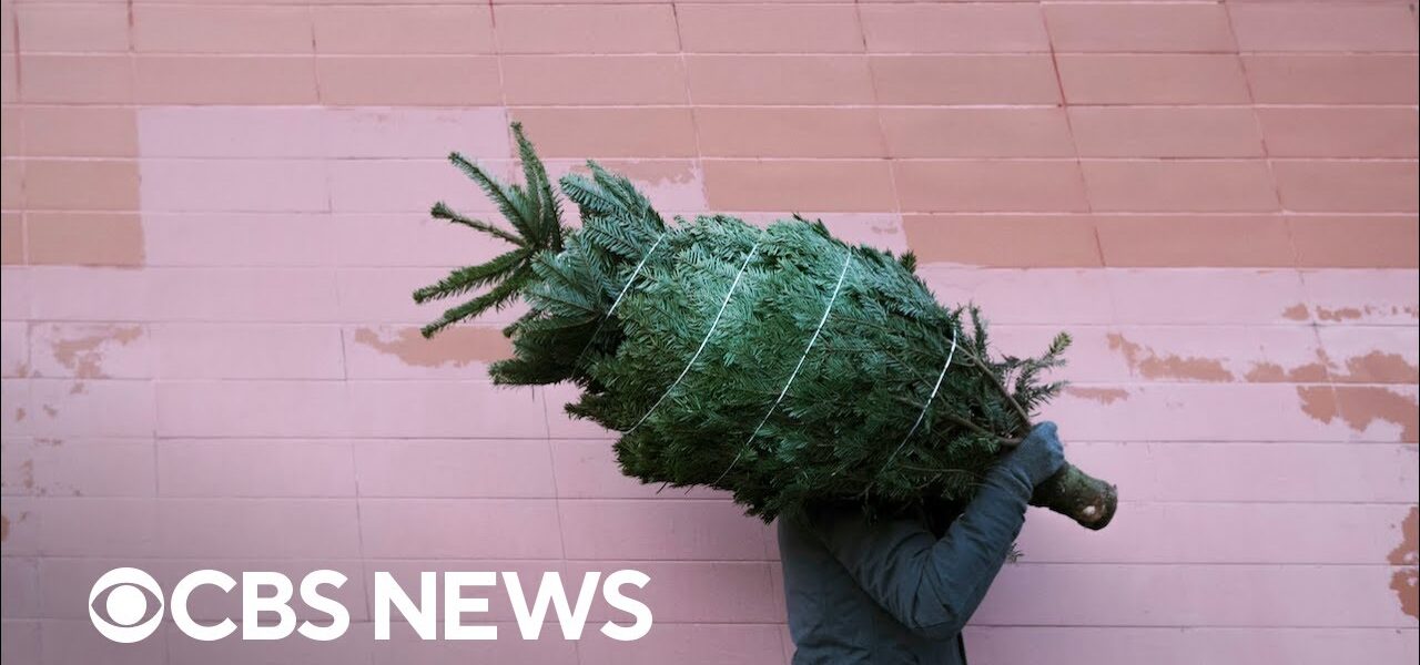 Real or artificial Christmas tree: Which one is better?