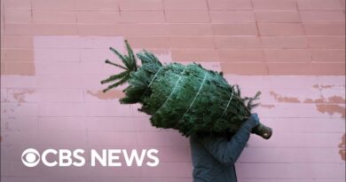 Real or artificial Christmas tree: Which one is better?