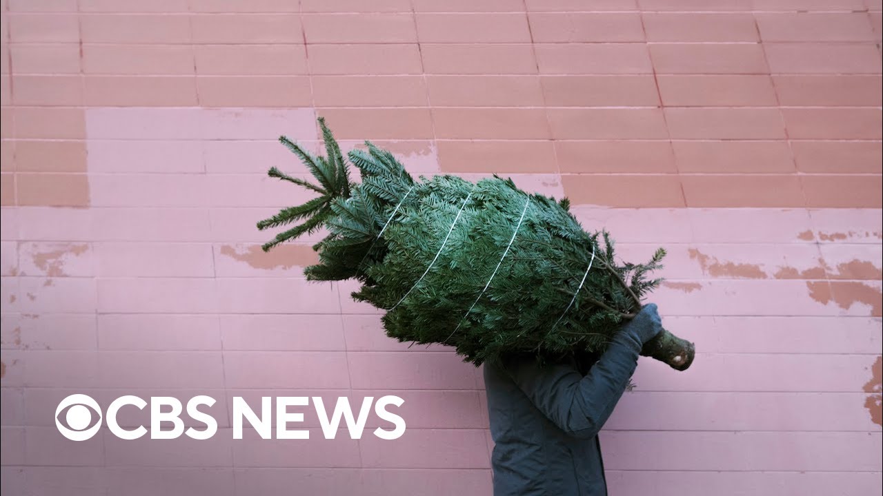 Real Or Artificial Christmas Tree: Which One Is Better?