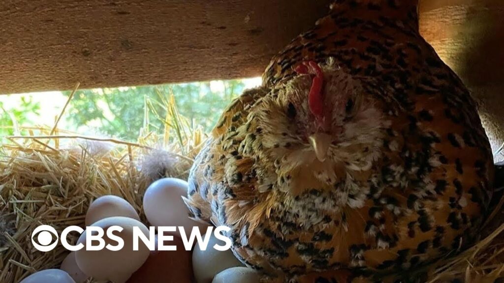 Interest in backyard chicken keeping on the rise as price of eggs remains high