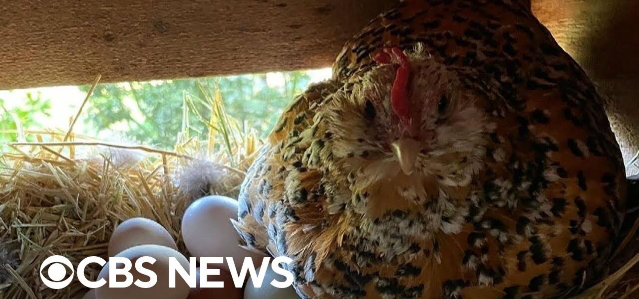 Interest in backyard chicken keeping on the rise as price of eggs remains high