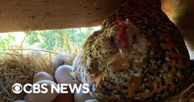 Interest in backyard chicken keeping on the rise as price of eggs remains high