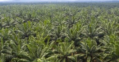 Palm Oil in a 'Cruel Season,' Analyst Mistry Says