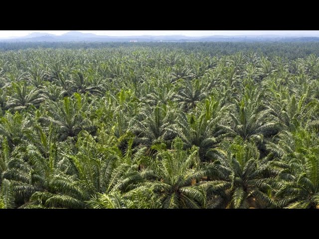 Palm Oil in a ‘Cruel Season,’ Analyst Mistry Says