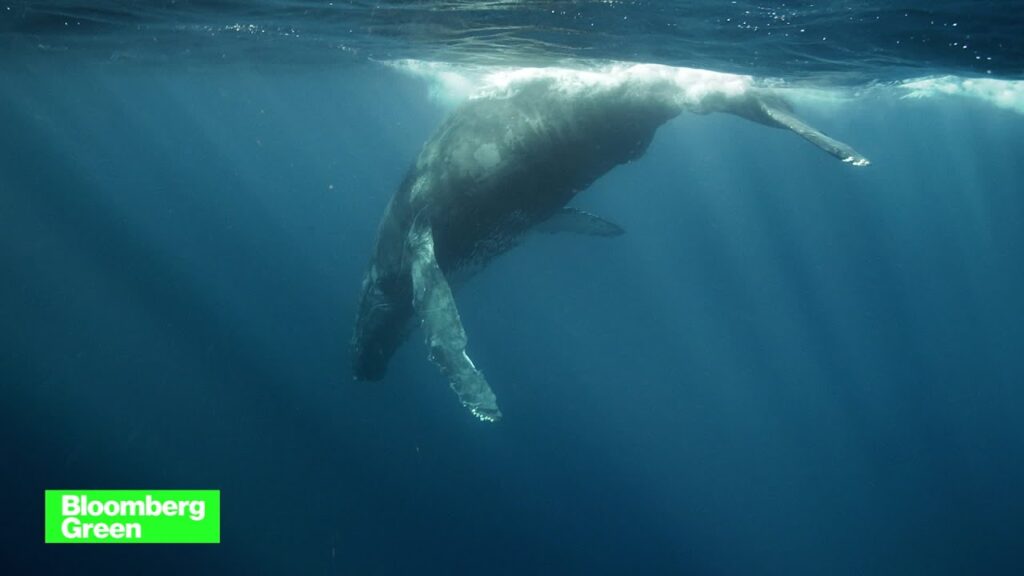 Artificial Intelligence is being used to help ships avoid hitting whales