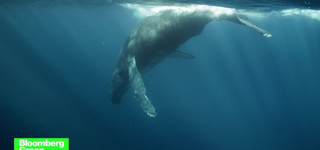 Artificial Intelligence is being used to help ships avoid hitting whales