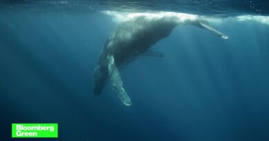 Artificial Intelligence is being used to help ships avoid hitting whales