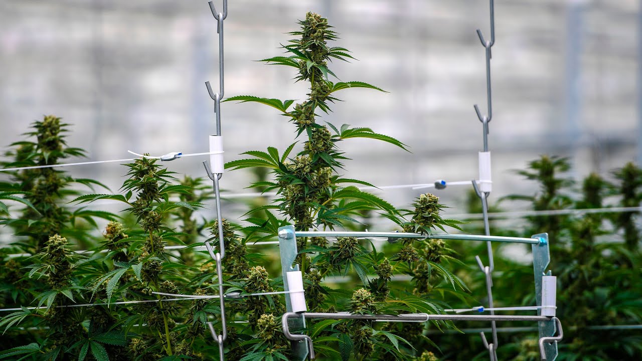 Tilray Ceo Says They’Ll Turn A Profit In Canada