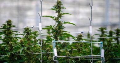 Tilray CEO Sees Growth Ahead for Cannabis Industry